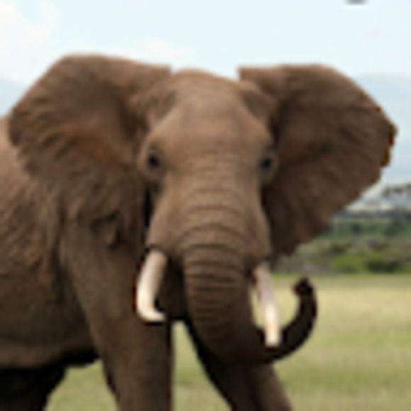 Meet your Posher, Isa - Picture 1 of 1